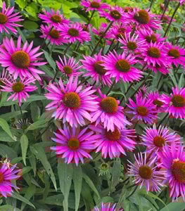 'PICA BELLA' CONEFLOWER