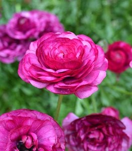 PERSIAN BUTTERCUP (RANUNCULUS)