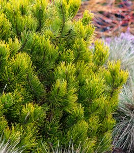 PINUS MUGO ‘CARSTEN’S WINTERGOLD’