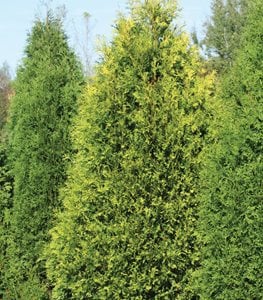 ARBORVITAE