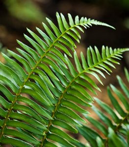 Polystichum munitum - Photo by: Claire Takacs.