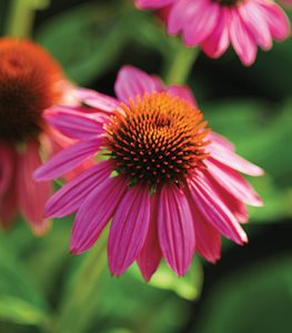 Pow Wow Wild Berry Coneflower, Pink Flower, Coneflower
Proven Winners
Sycamore, IL
