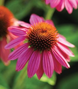 CONEFLOWER