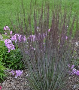 18 Types Of Ornamental Grass For Your Garden Garden Design