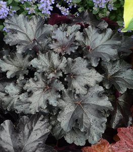 heuchera