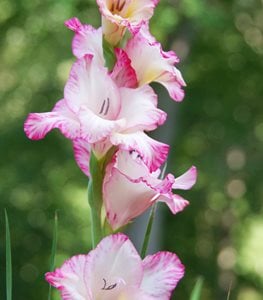 GLADIOLUS