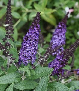 BUTTERFLY BUSH