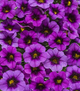Superbells Grape Punch purple calibrachoa