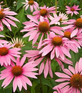 PURPLE CONEFLOWER