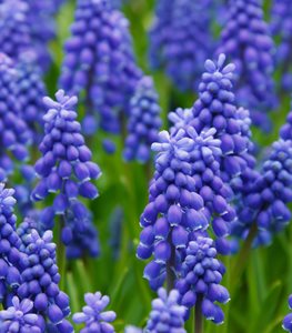 Grape Hyacinth