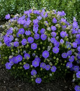 Rapido Blue Carpathian Bellflower, Campanula Carpatica, Blue Flowering Ground Cover
Proven Winners
Sycamore, IL