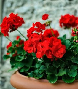 Pelargonium