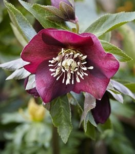 Red Racer hellebore