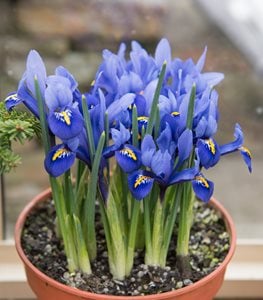 Reticulated Iris