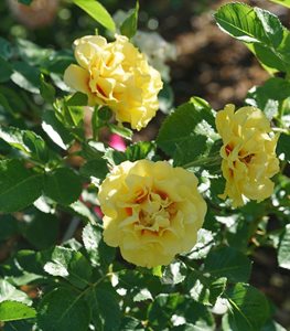 RISE UP RINGO CLIMBING ROSE