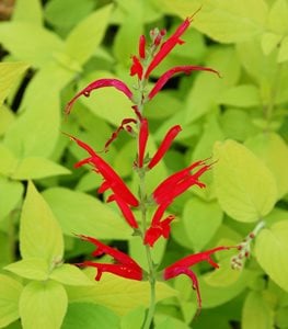 Rockin' Golden Delicious salvia plant