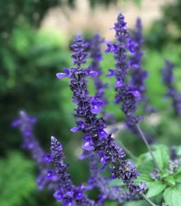 Rockin Playin The Blues Salvia, Salvia Hybrid, Blue Salvia
Proven Winners
Sycamore, IL