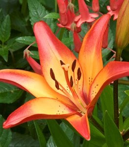 ASIATIC LILY