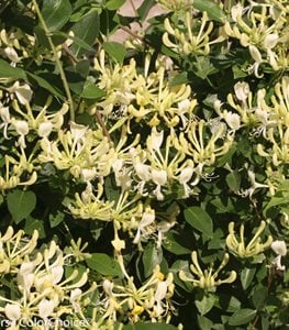 'Scentsation' honeysuckle