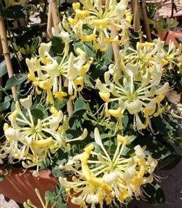 SCENTSATION HONEYSUCKLE