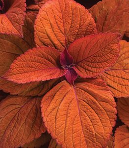 Coleus Sedona Sunset