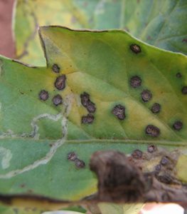 septoria leaf spot
