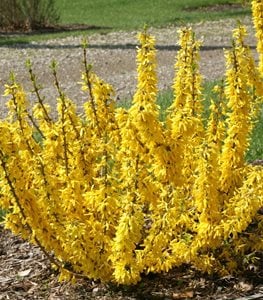 SHOW OFF® SUGAR BABY® FORSYTHIA