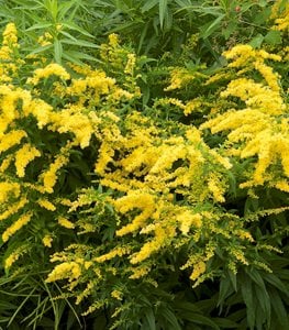 SHOWY GOLDENROD
