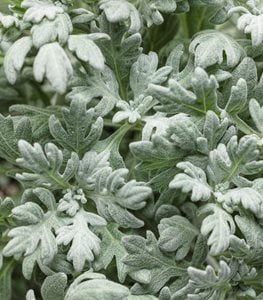 SILVER BULLET WORMWOOD