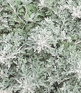 Proven Accents Silver Bullet artemisia