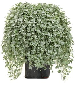 DICHONDRA