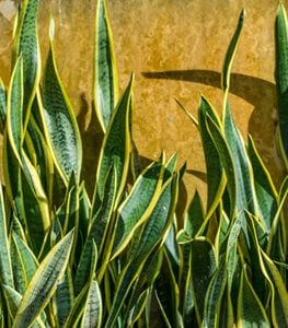Snake plant