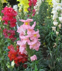 SNAPDRAGON