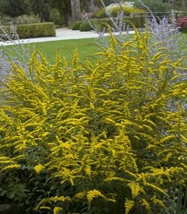 'Fireworks' goldenrod