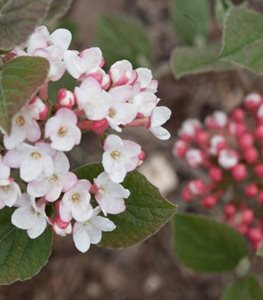 Spice Girl® viburnum