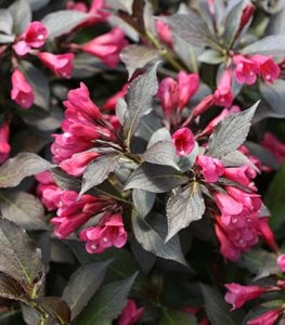 Top 21 Low Maintenance Plants For Your, Low Maintenance Year Round Plants For Landscaping