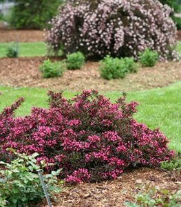 Spilled Wine Weigela Shrub