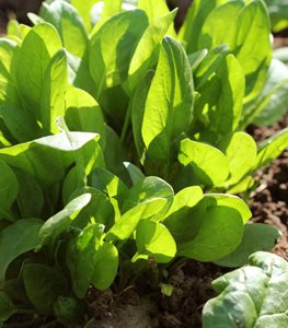 Spinach
