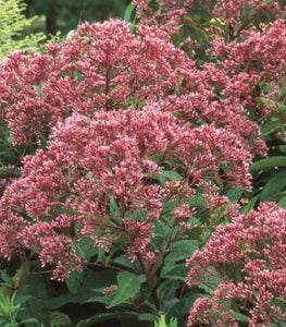 JOE PYE WEED