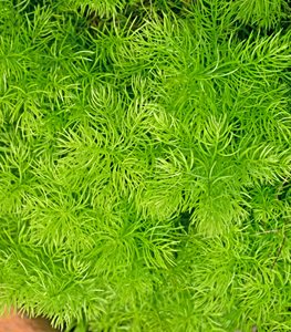 Sprengeri Asparagus Fern