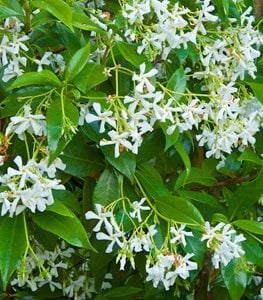 STAR JASMINE