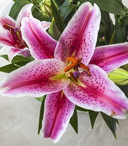 Stargazer lily