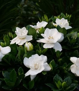 Steady as She Goes gardenia