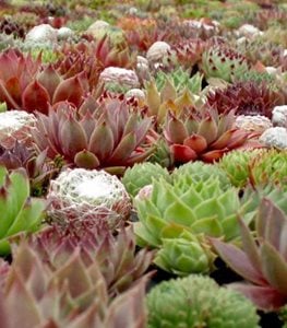 SEMPERVIVUM