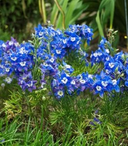 Summer Cloud Delphinium, Delphinium Grandiflorum, Blue Flowers
Proven Winners
Sycamore, IL