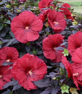 Summerific Hibiscus Holy Grail, Red Hibiscus Flower, Rose Mallow
Proven Winners
Sycamore, IL