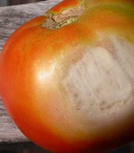 Sun scald tomato
