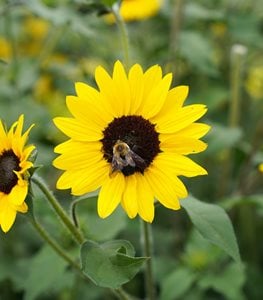 Large Sunflower & Bee Dark Blue | Fabric