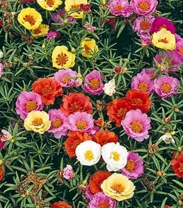 MOSS ROSE