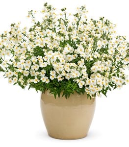 NEMESIA
